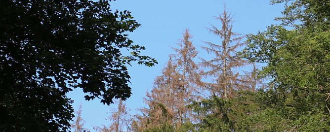 Ausgetrocknete B&auml;ume oberhalb Neustadts (Foto: Angelo Glashagel)