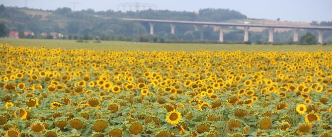 Sonnenblumen soweit das Auge reicht in der goldenen Aue.  (Foto: Susanne Schedwill)