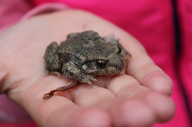 molchtal (Foto: LPV Südharz/Kyffhäuser) molchtal (Foto: LPV Südharz/Kyffhäuser)