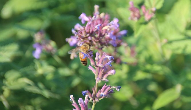 bienen (Foto: Stadt Nordhausen) bienen (Foto: Stadt Nordhausen)