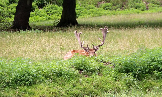 Stadtpark (Foto: Stadt NDH)
