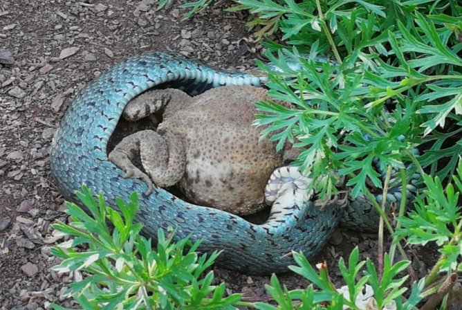 Naturschauspiel (Foto: Susanne W.)
