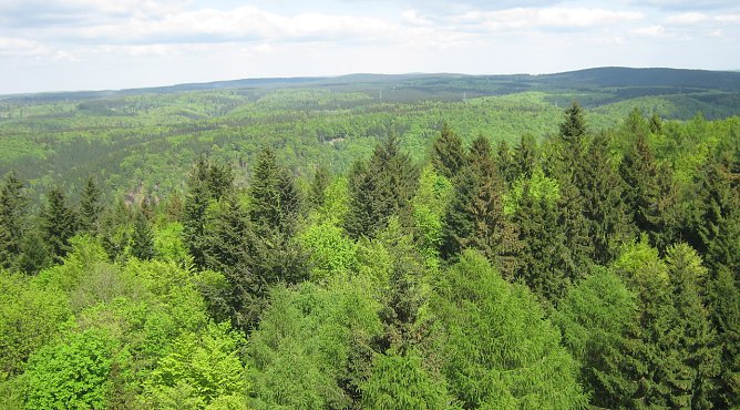 Harzwald (Foto: Naturpark)