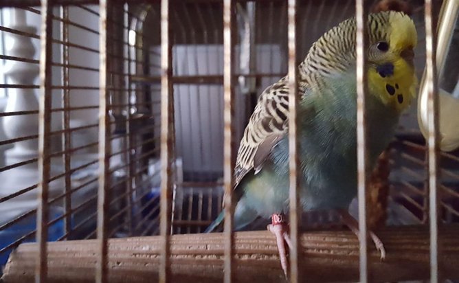 Zugeflogen (Foto: privat)