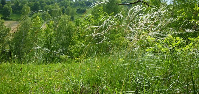 Federgras (Foto: Bodo Schwarzberg)