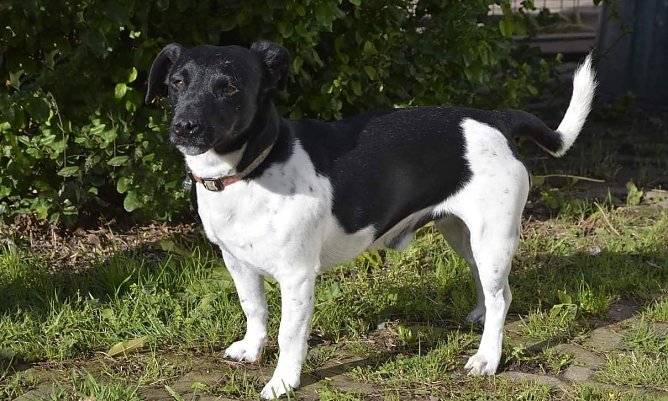 Jacky (Foto: Tierheim NDH) Jacky (Foto: Tierheim NDH)