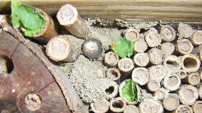 Bienenhotel (Foto: Wilhelm Roth) Bienenhotel (Foto: Wilhelm Roth)