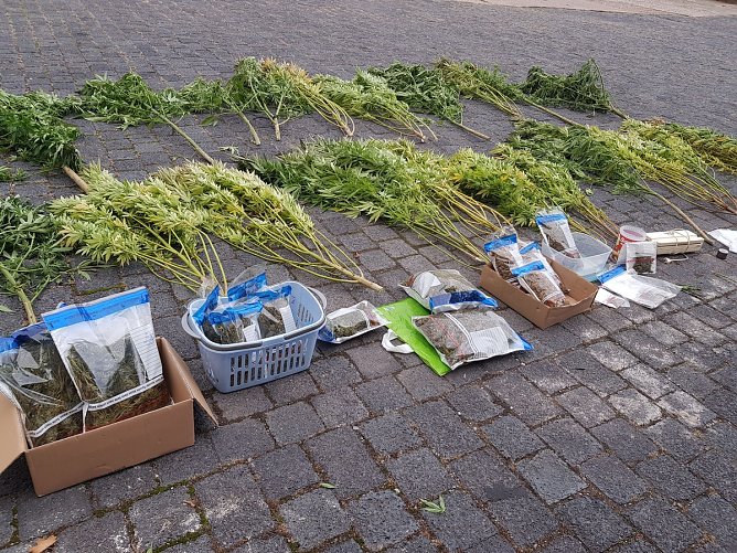 In voller Bl&uuml;te (Foto: Polizei)
