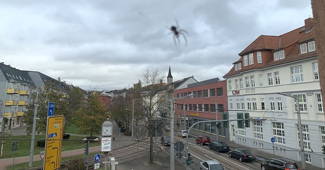 Altweibersommer (Foto: oas)