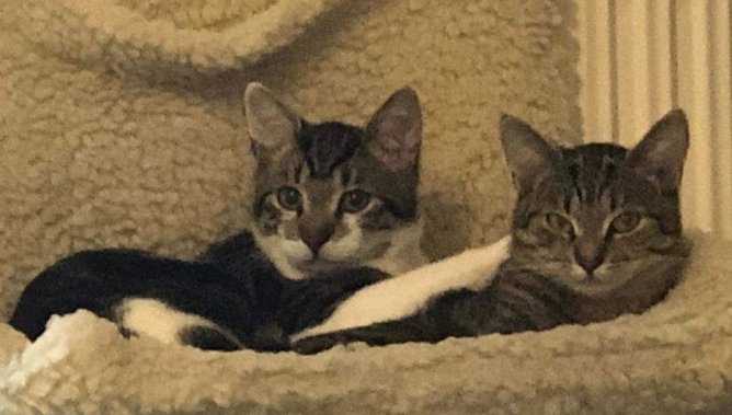 Tiere der Woche: Kurti und Kiwi (Foto: Tierheim Nordhausen)