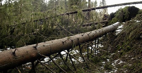 Orkan-Folgen (Foto: Wiethoff) Orkan-Folgen (Foto: Wiethoff)