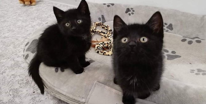 Katzen (Foto: Tierheim Nordhausen) Katzen (Foto: Tierheim Nordhausen)