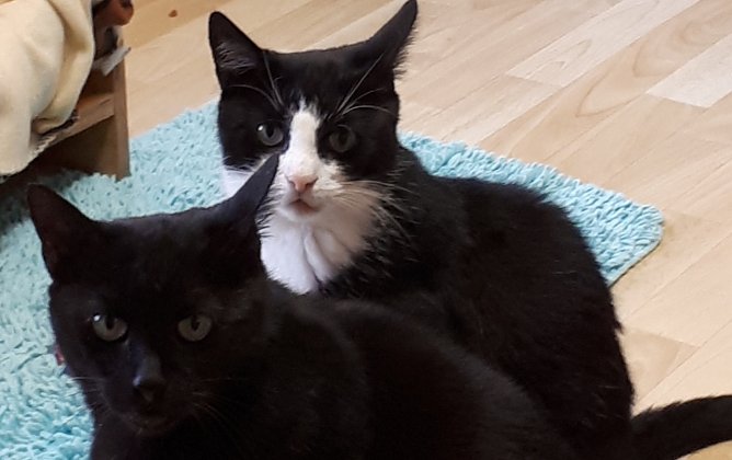 Charly und Sinus  (Foto: Tierschutz NDH)