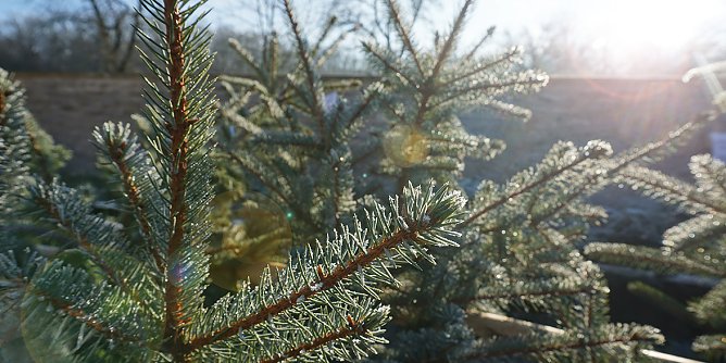 Weihnachstbaumverkauf-Impression (Foto: Daniela Troeger) Weihnachstbaumverkauf-Impression (Foto: Daniela Troeger)