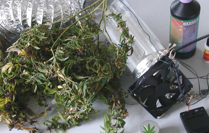 Angebaut: Marihuana-Pflanzen (Foto: pol)