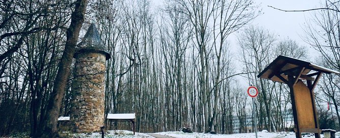 Pilzbefall im "Wilden H&ouml;lzchen" wird bek&auml;mpft (Foto: Angelo Glashagel)