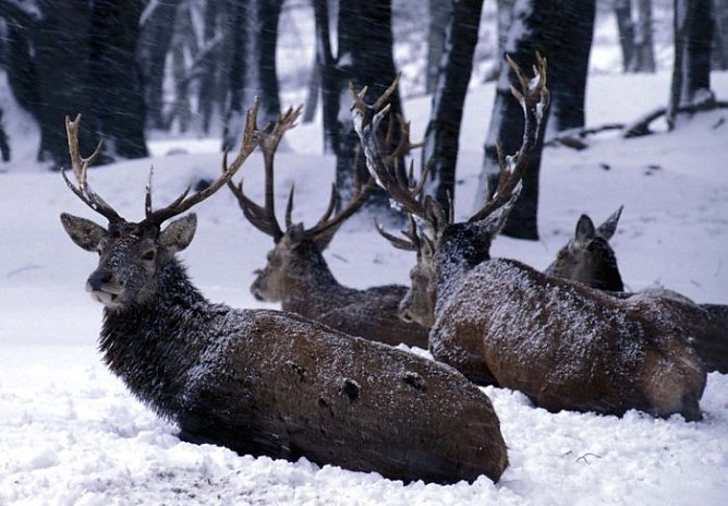 Rothirsch (Foto: A. Maywald) Rothirsch (Foto: A. Maywald)