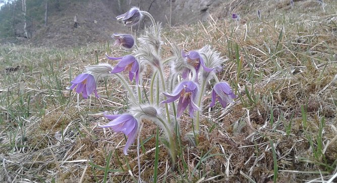 Kuhschelle (Foto: B.Schwarzberg) Kuhschelle (Foto: B.Schwarzberg)