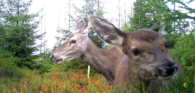 tiere (Foto: tiermonitoring) tiere (Foto: tiermonitoring)