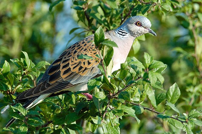 Der Vogel des Jahres 2020: die Turteltaube (Foto: NABU, Manfred Delpho)