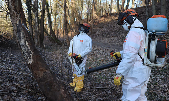Jens-Uwe Bode und Eckehard Weber beim Bespr&uuml;hen und F&auml;llen eines betroffenen Ahorn-Baumes am Beethovenring (Foto: Pressestelle Stadt Nordhausen)
