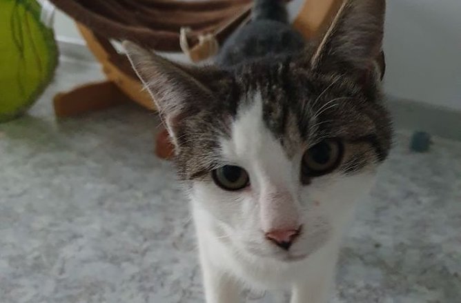 Schlumpf (Foto: Tierheim Nordhausen)