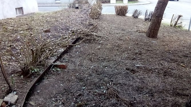 Buschwerk entfernt (Foto: A. Adlerauge)