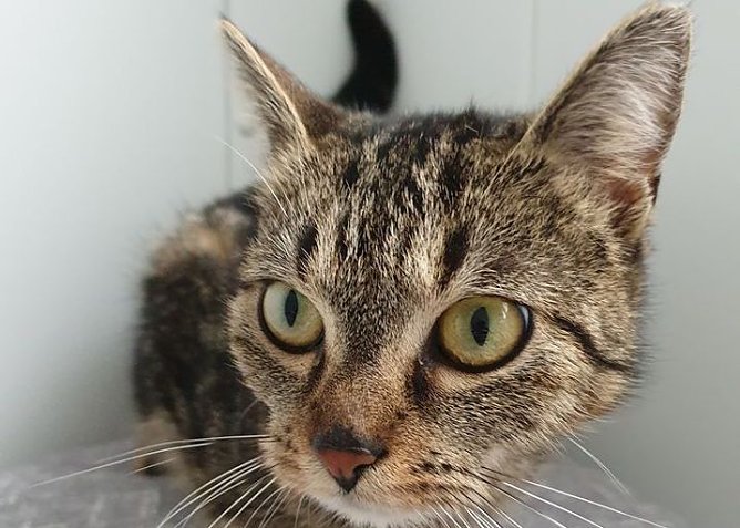 Nele (Foto: Tierheim Nordhausen ) Nele (Foto: Tierheim Nordhausen )