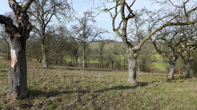 Auf der Streuobstwiese bei Neustadt wird zum Arbeitseinsatz geladen (Foto: Dr. Kathleen Prinz) Auf der Streuobstwiese bei Neustadt wird zum Arbeitseinsatz geladen (Foto: Dr. Kathleen Prinz)