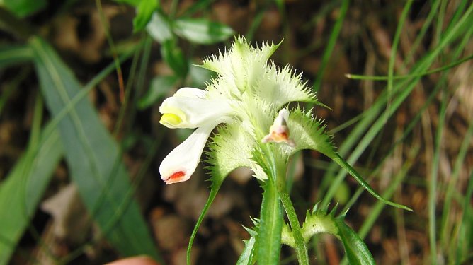 Der attraktive, seltene und in Th&uuml;ringen stark gef&auml;hrdete Kamm-Wachtelweizen (Melampyrum cristatum) wurde erst vor wenigen Jahren f&uuml;r den Landkreis wiederentdeckt. Er siedelt in trockenen, lichten W&auml;ldern, an Geb&uuml;schr&auml;ndern und in Halbtrockenrasen. Die von uns beim 92. Einsatz bewirtschaftete Fl&auml;che beherbergt ein gro&szlig;es Vorkommen mit Dutzenden Pflanzen. (Foto: Bodo Schwarzberg)