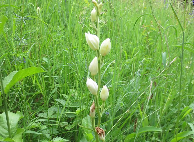 Landschaftspflege (Foto: S.Schulze)