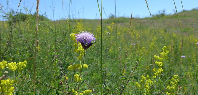 Zygaena an Knautia (Foto: S.Schulze)