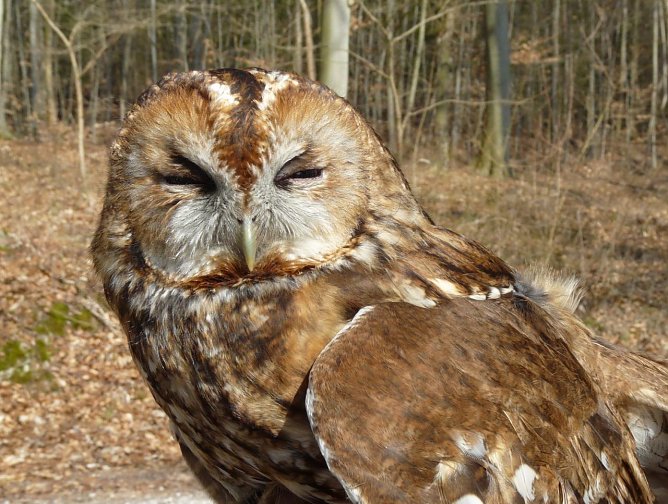 Waldkauz-Weibchen (Foto: Manfred Wagner) Waldkauz-Weibchen (Foto: Manfred Wagner)