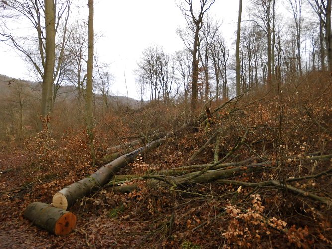 Was ist los im Wald? (Foto: Manfred Kappler)
