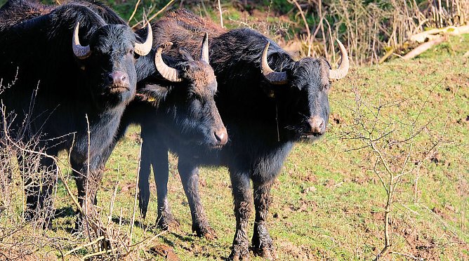 Wasserb&uuml;ffel (Foto: Peter Blei)