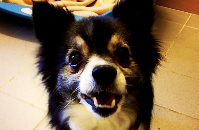 Tier der Woche: Susi (Foto: Tierheim Nordhausen)