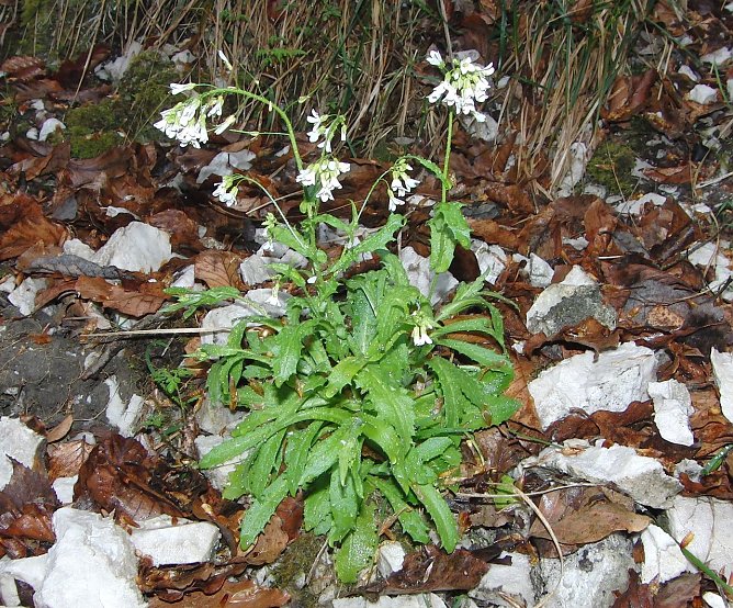 Alpenkresse (Foto: Bodo Schwarzberg)