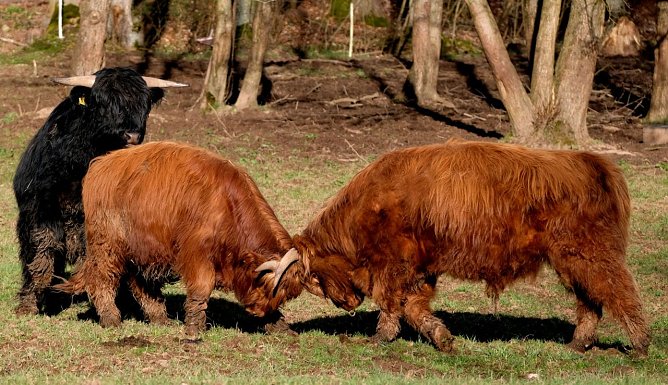 Fr&uuml;hlingsgef&uuml;hle in Neustadt (Foto: Peter Blei)