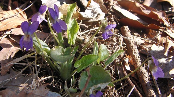 Das H&uuml;gel-Veilchen in einem Naturschutzgebiet des Landkreises Nordhausen. Gut erkennbar sind der wei&szlig;liche Sporn und die tief eingeschnittenen Bl&auml;tter, -beides Merkmale der seltenen und stark gef&auml;hrdeten Art. (Foto: Bodo Schwarzberg)