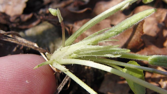 Das Hügel-Veilchen (Viola collina) (Foto: Bodo Schwarzberg) Das Hügel-Veilchen (Viola collina) (Foto: Bodo Schwarzberg)