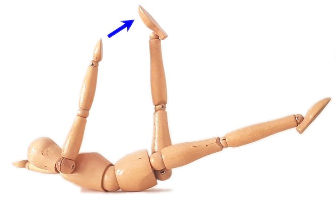 Der Maikäfer (Foto: Martin Räcke) Der Maikäfer (Foto: Martin Räcke)