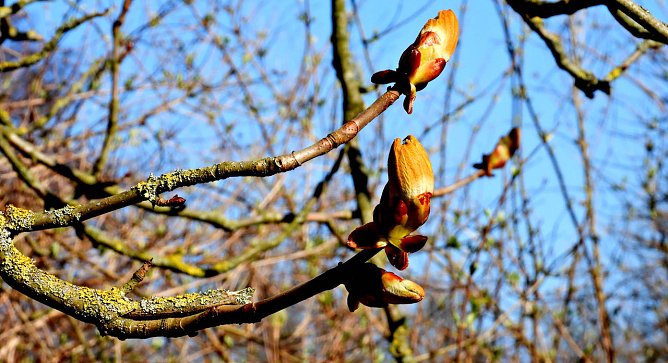 Frühling (Foto: P.Blei) Frühling (Foto: P.Blei)