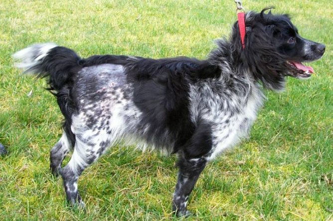 Billy nach der OP (Foto: Tierheim) Billy nach der OP (Foto: Tierheim)