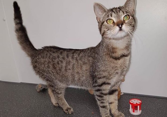 Katze Ayla (Foto: THN)