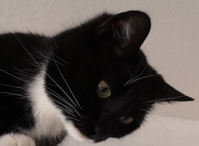 Pünktchen (Foto: privat) Pünktchen (Foto: privat)