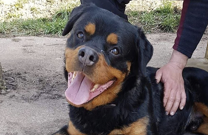 Tier der Woche: Admiral (Foto: Tierheim Nordhausen) Tier der Woche: Admiral (Foto: Tierheim Nordhausen)