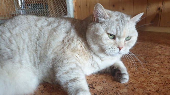 Maja, die Diva (Foto: Tierschutz Nordhausen)