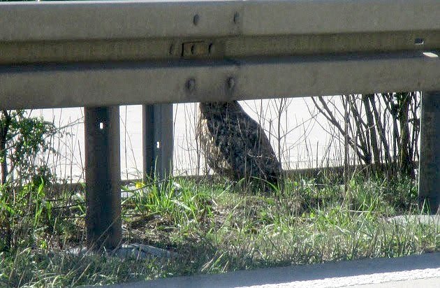 Uhu  (Foto: API Th&uuml;ringen)