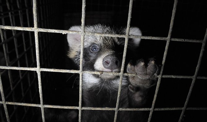 Marderhund  (Foto: Copyright: Otwarte Klatki)