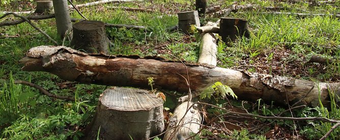 Wie steht es um die W&auml;lder? (Foto: Angelo Glashagel)